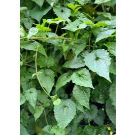 

Daun sembung rambat segar 1kg, (Mikania micrantha), obat herbal, obat tradisional