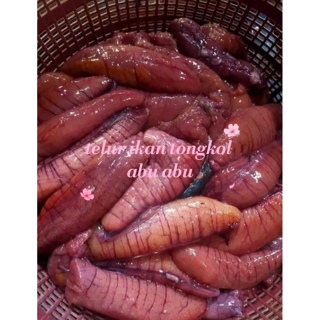 

telur ikan tongkol abu abu tongkol ayam segar Frozen 250g