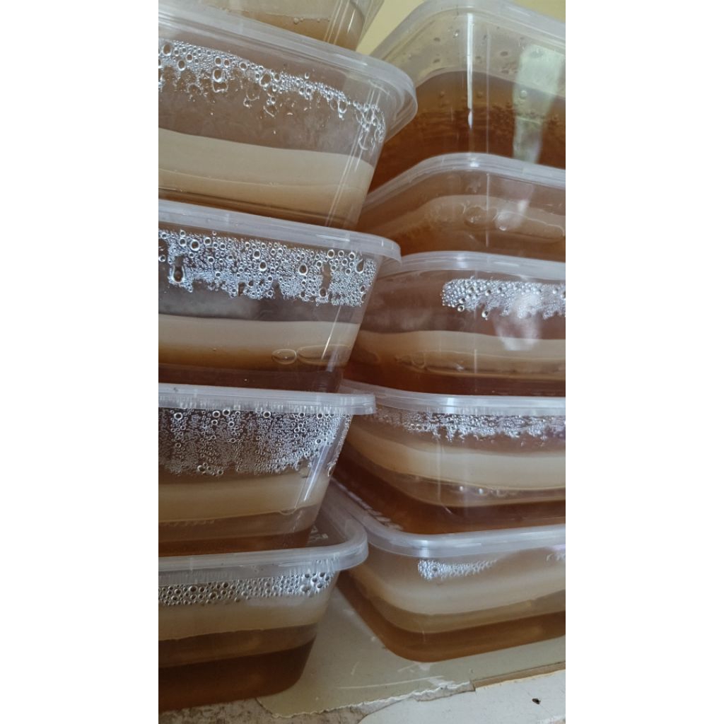 

jamur teh scobby tebal 1cm diameter 12 cm