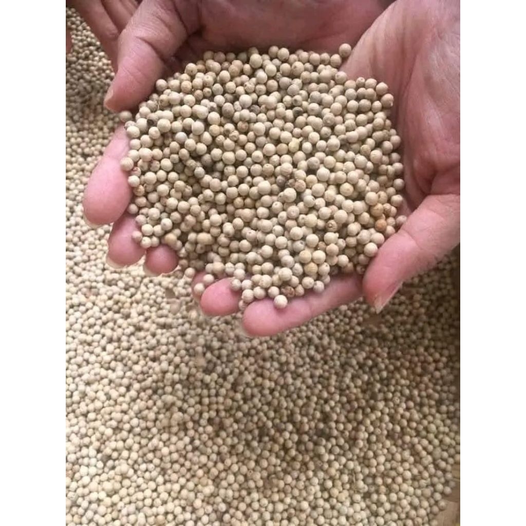 

Merica Butir Putih 500gram | Lada Putih Bumb Dapur Rempah Rempah