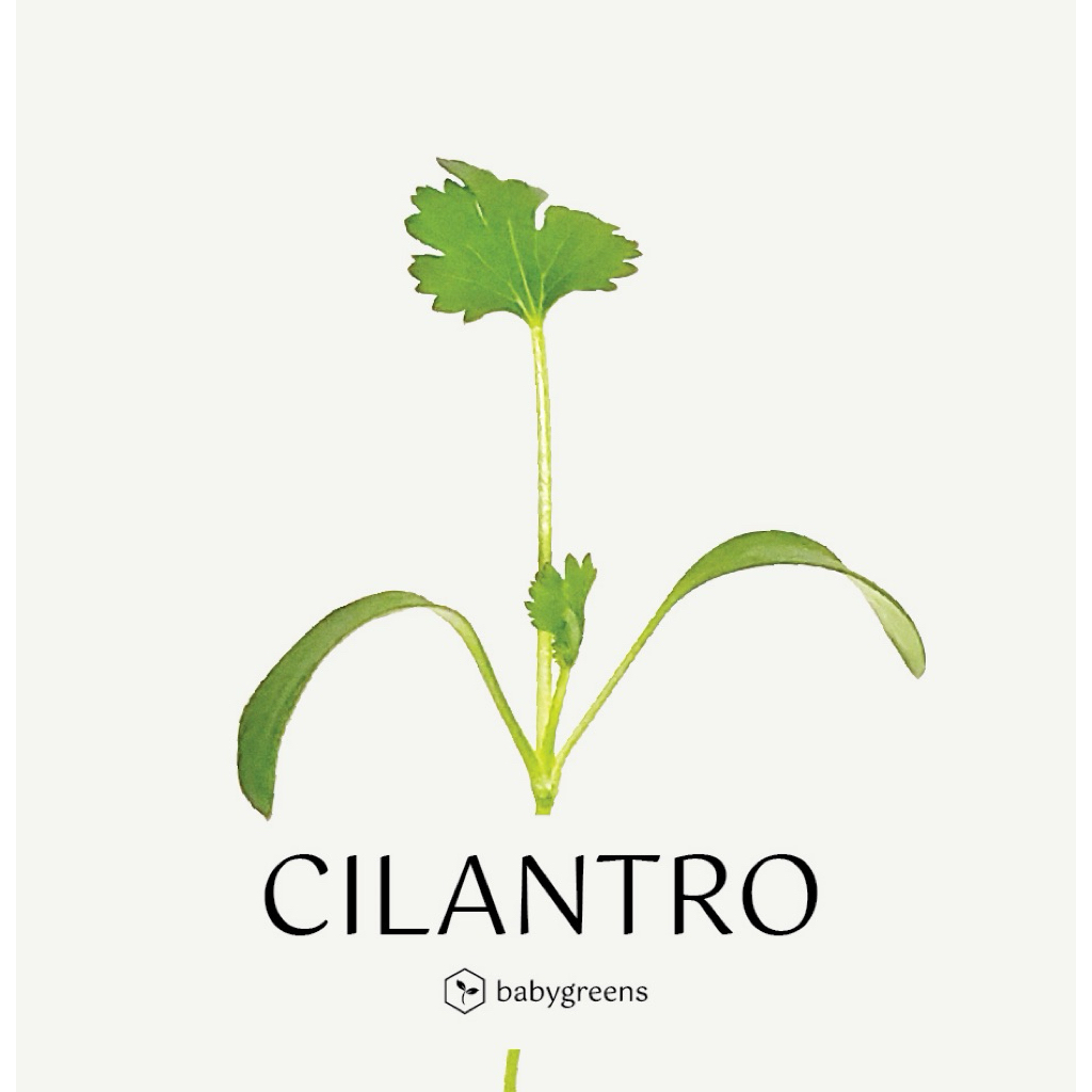 

[BABYGREEN] Cilantro Microgreens - 30 gr