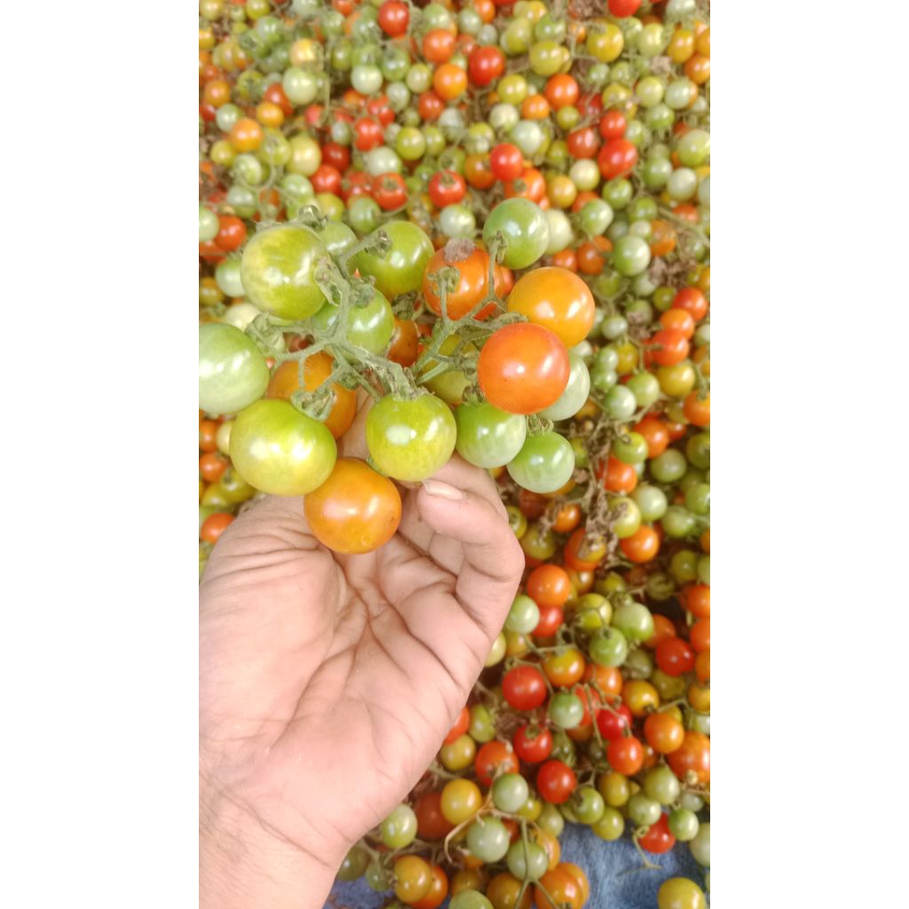 

rampai/cung fres 5kg