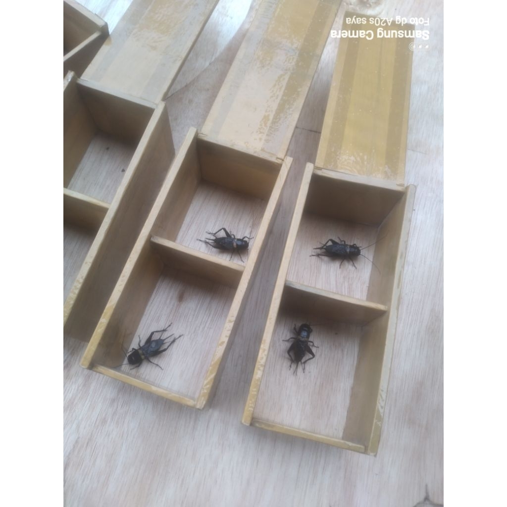 Jangkrik aduan, kandang jangkrik