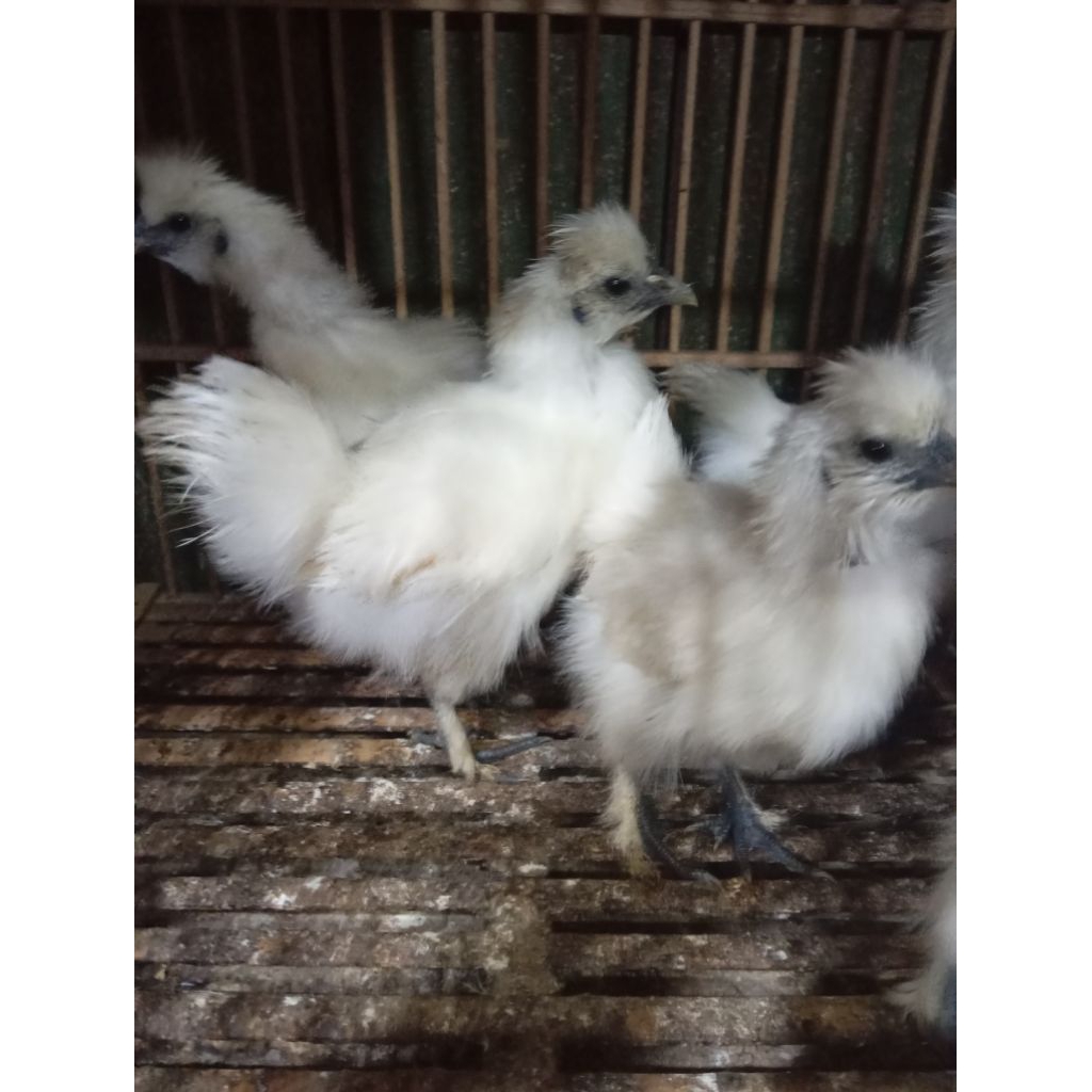 anakan ayam kapas umur3/4.bulan