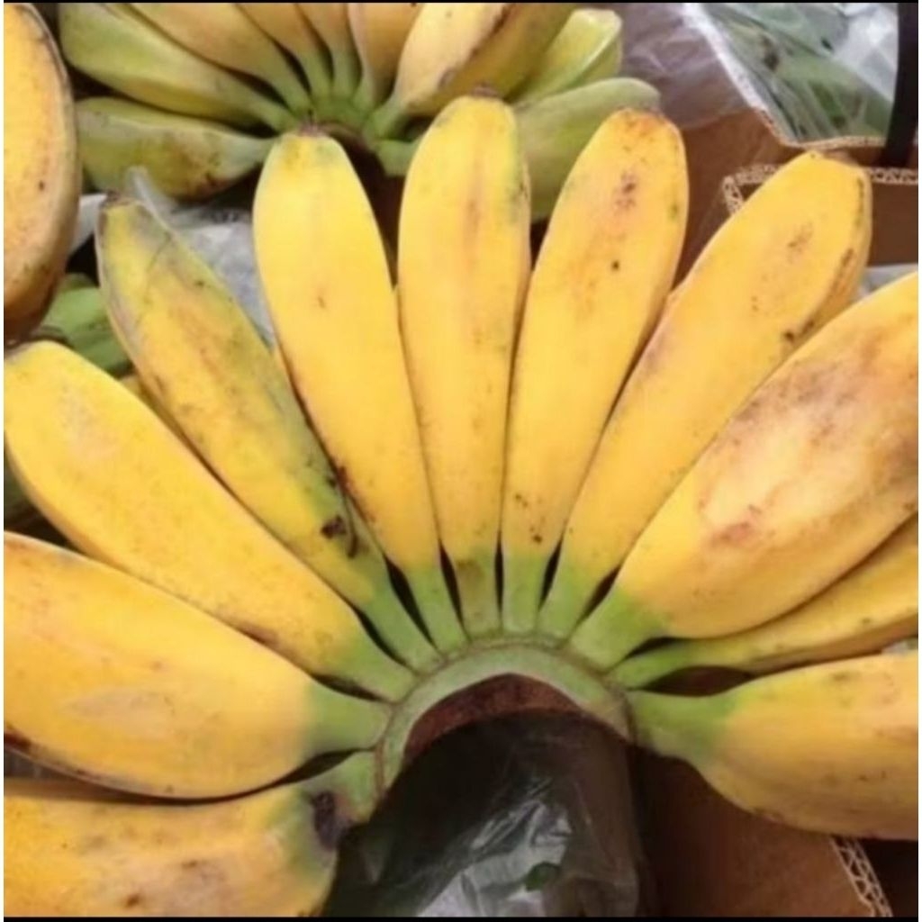 

PISANG KEPOK LOKAL 2KG SIAP KONSUMSI