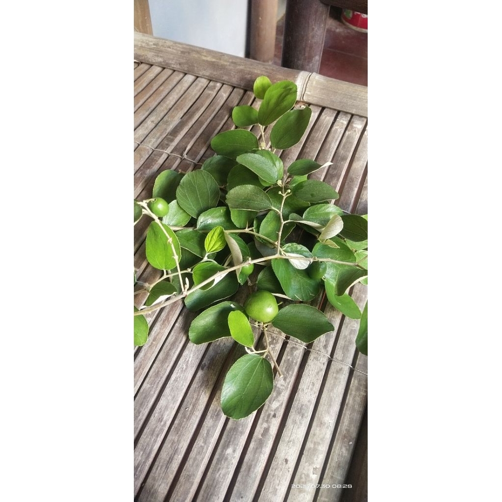 

Buah Bidara Arab daun Bidara Arab Berduri