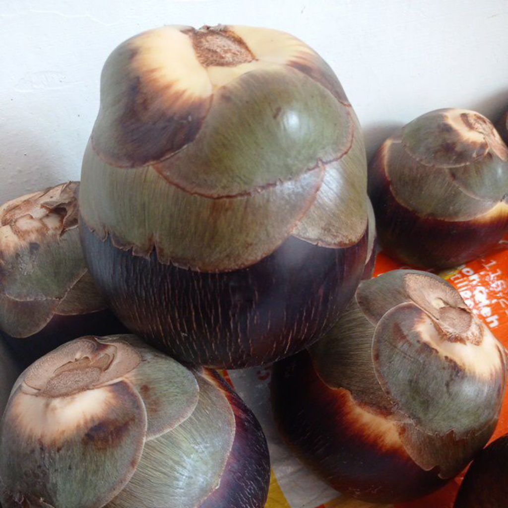 

Buah Siwalan / Buah Lontar / Buah Bogor Buahn Buah Siwalan Rembang Asli | Unik & Langka | 20 Tahun Baru Berbuah