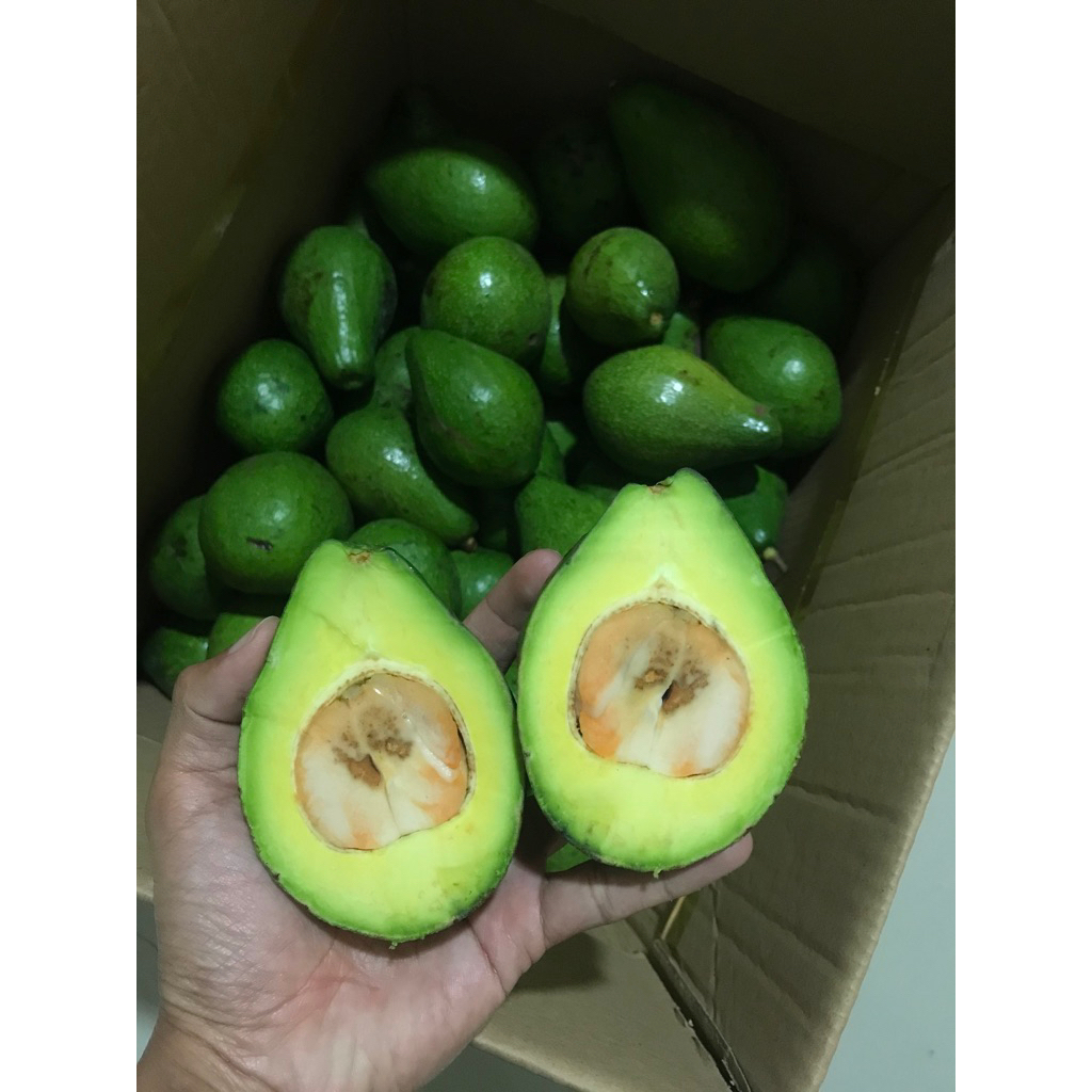 

Alpukat mentega lokal Boyolali