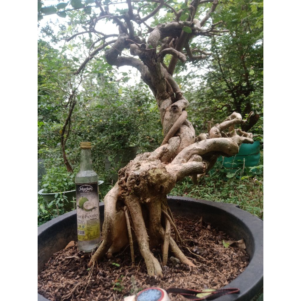 BAHAN BONSAI SANCANG SETENGAH JADI