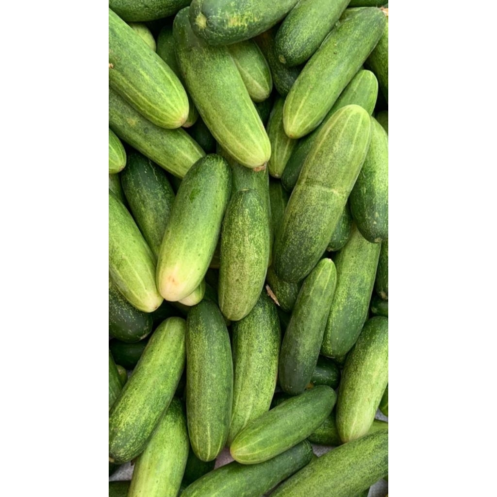 

MENTIMUN-TIMUN SEGAR/PACK