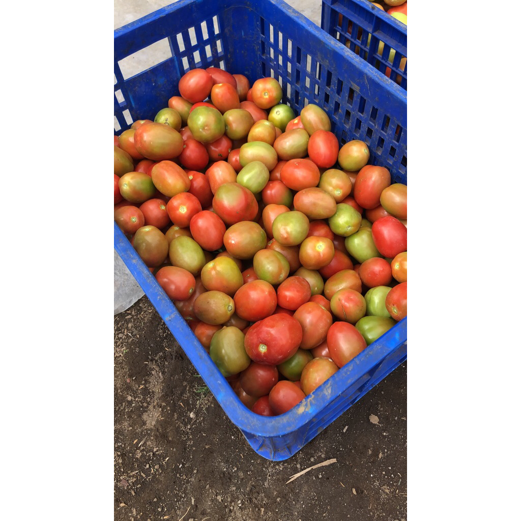 

tomat fresh garut