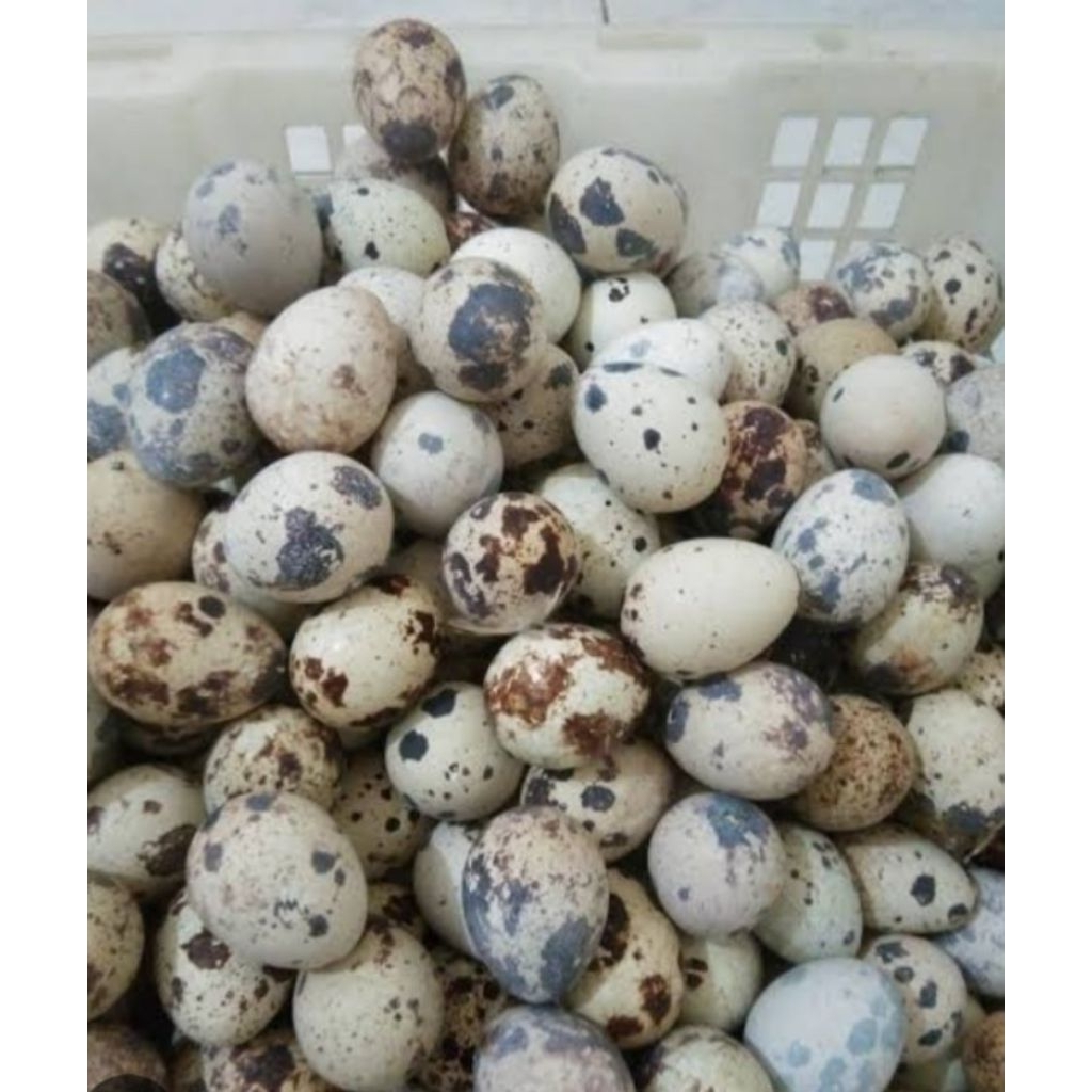 

telor puyuh 100g 250g