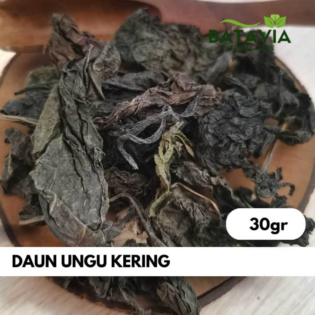 

Daun Ungu Kering Simplisia Handeuleum Herbal Wasir Ambeien