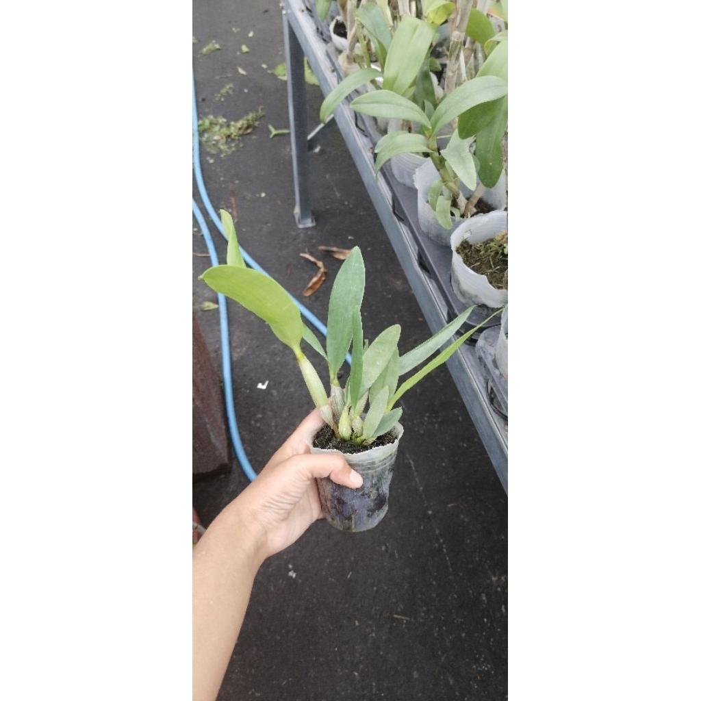 Dendrobium remaja silangan spectabile × bifalce