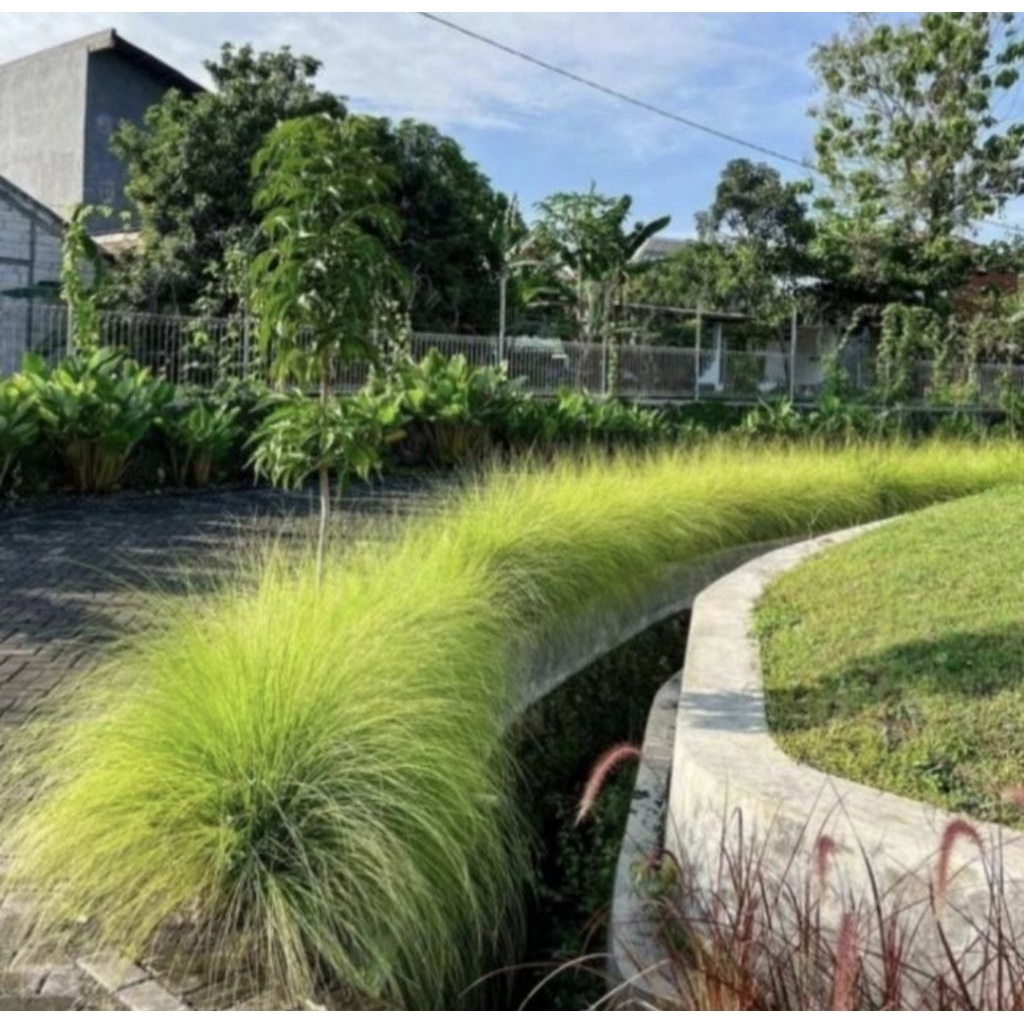 Pohon Ekor Kuda / Love Grass Tanaman Hias Pohon Ekor Kuda / Buntut Kuda