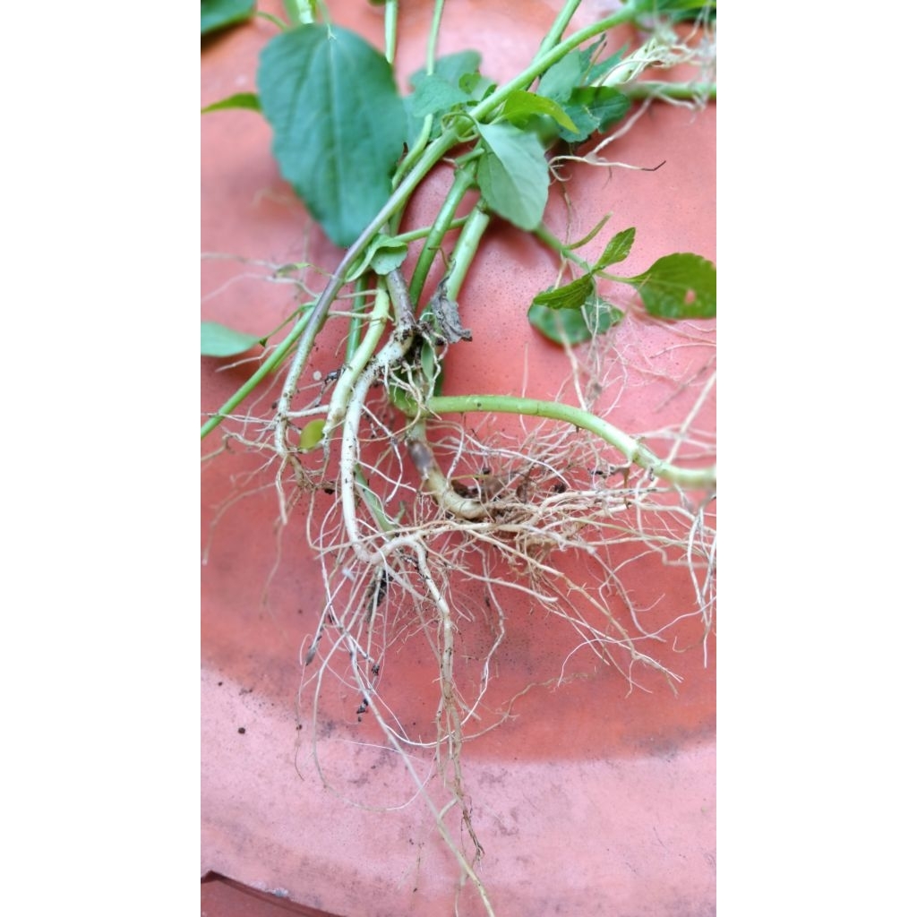 

Akar badotan Babadotan segar alami 100 gram