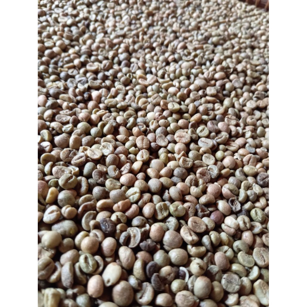 

GREEN BEAN KOPI ROBUSTA LAMPUNG ASALAN 1KG GRADE ASALAN KOPI ROBUSTA