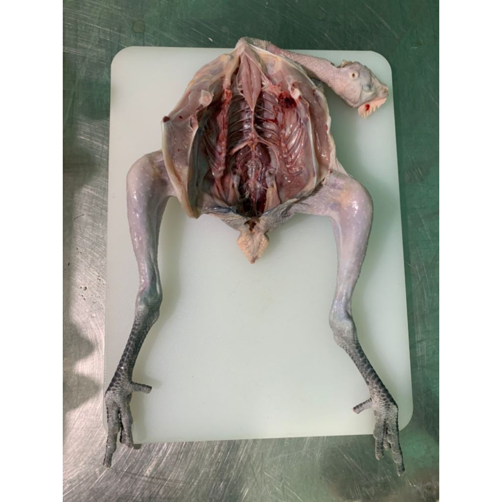 

Ayam Kampung Bekakak 700 Gram