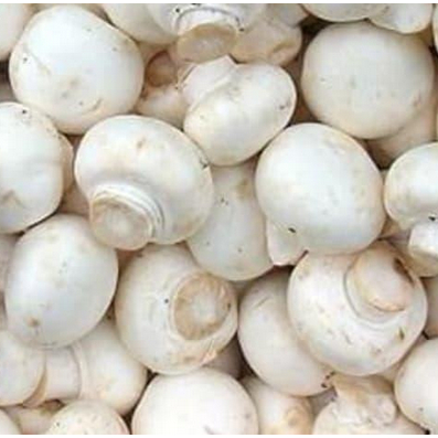 

Jamur kancing champion | JBP_Fresh