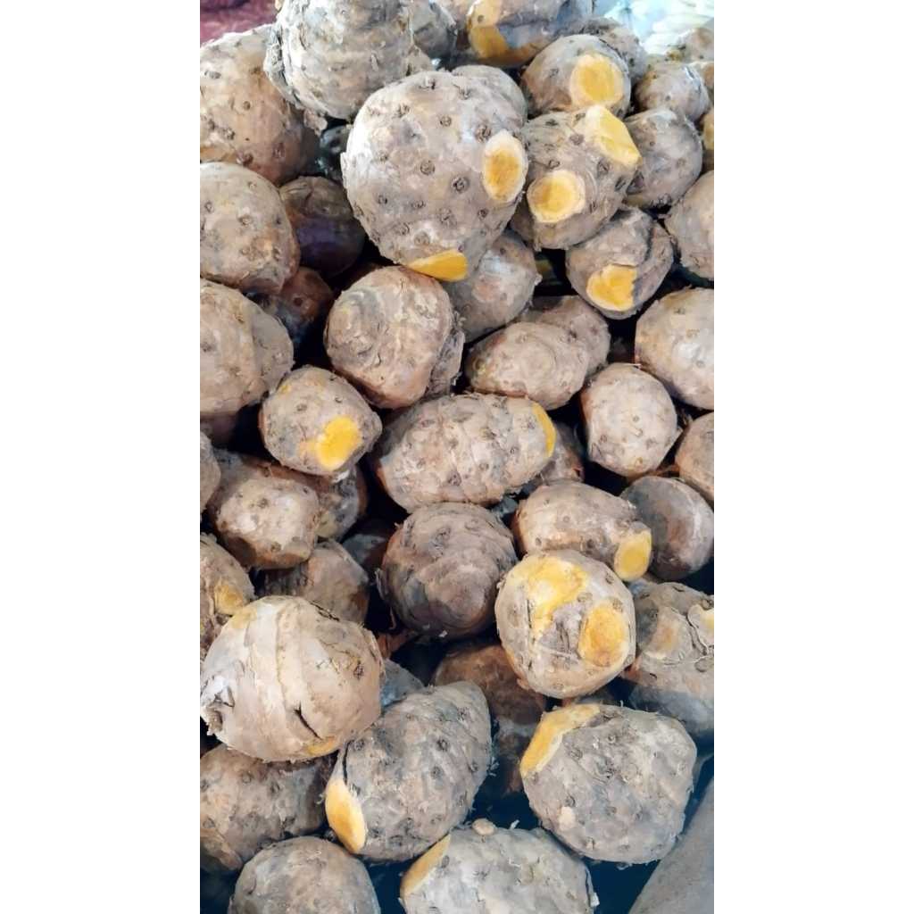 

Temulawak Rempah Kaya Manfaat