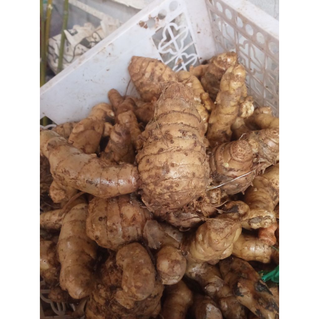 

temulawak fresh dadakan panen 1 kg