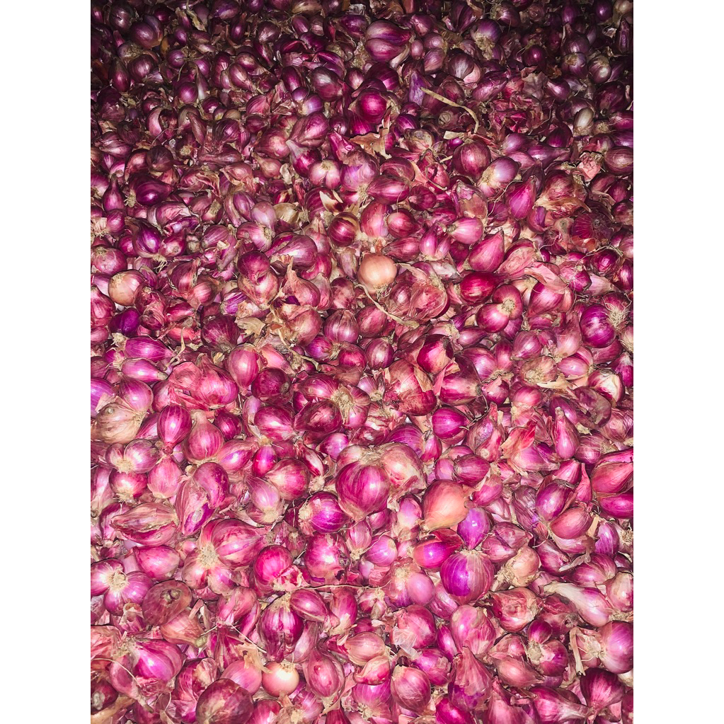 

BAWANG MERAH PROBOLINGGO