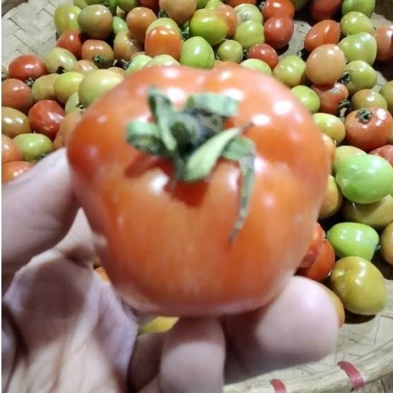 

tomat buah seger tomat jus