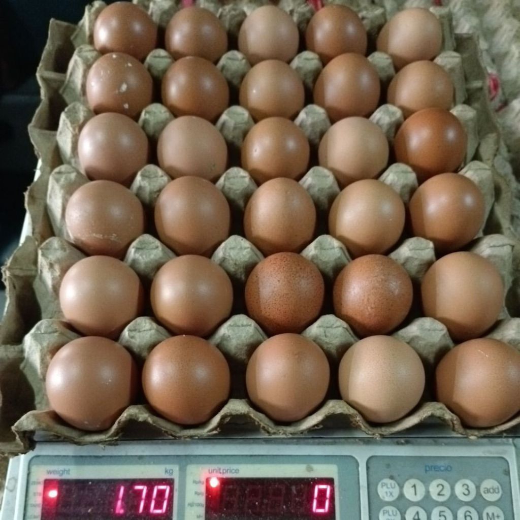 

Telur ayam uk. grade D