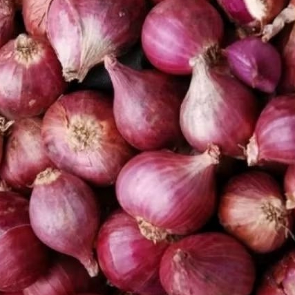 

bawang merah super Brebes