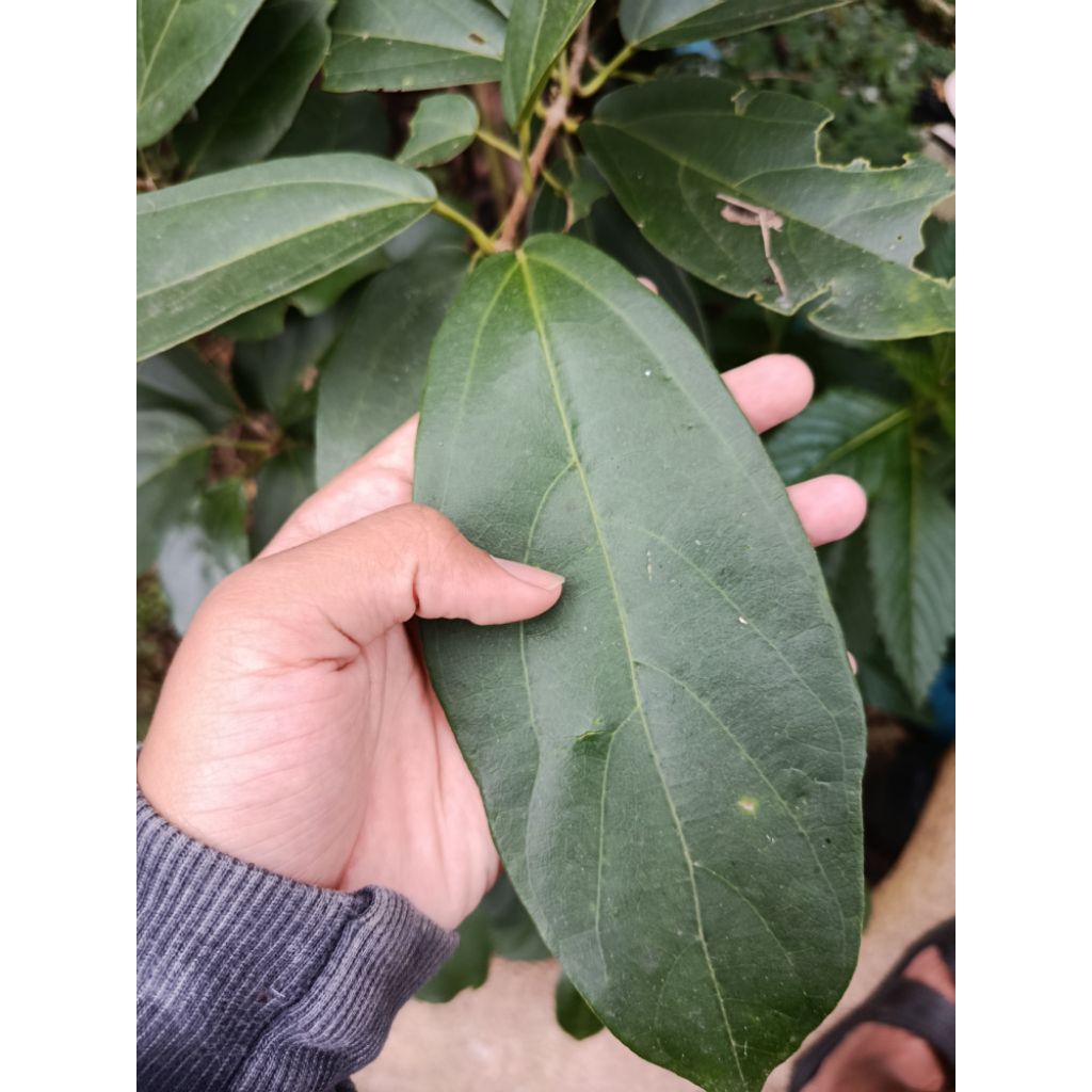 

daun cincau hijau fresh