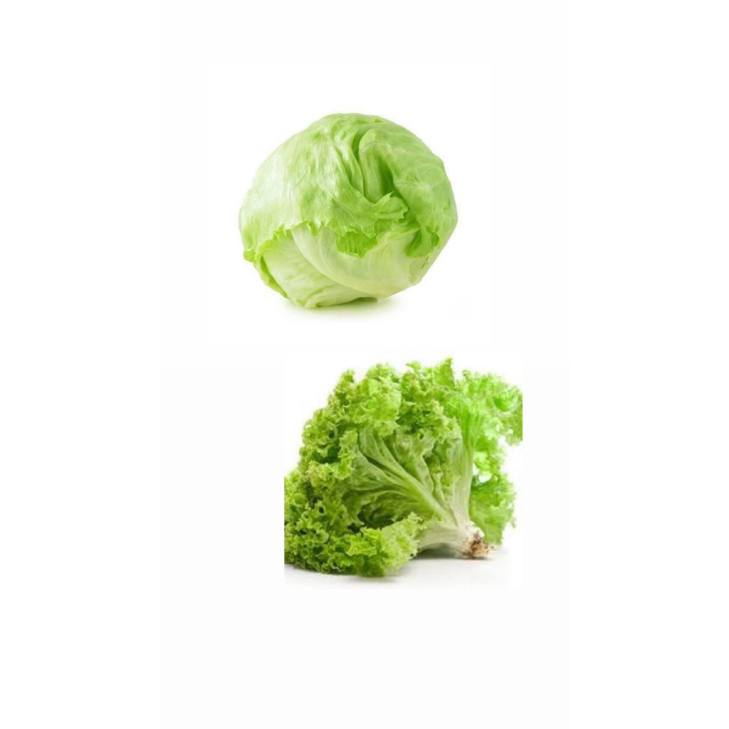 

Daun Slada ijo dan Lettuce romaine 250gram