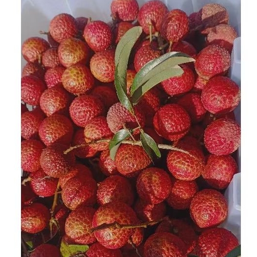 

LYCHEE Leci Buah Segar IMPORT Leci madu HIJAU MERAH