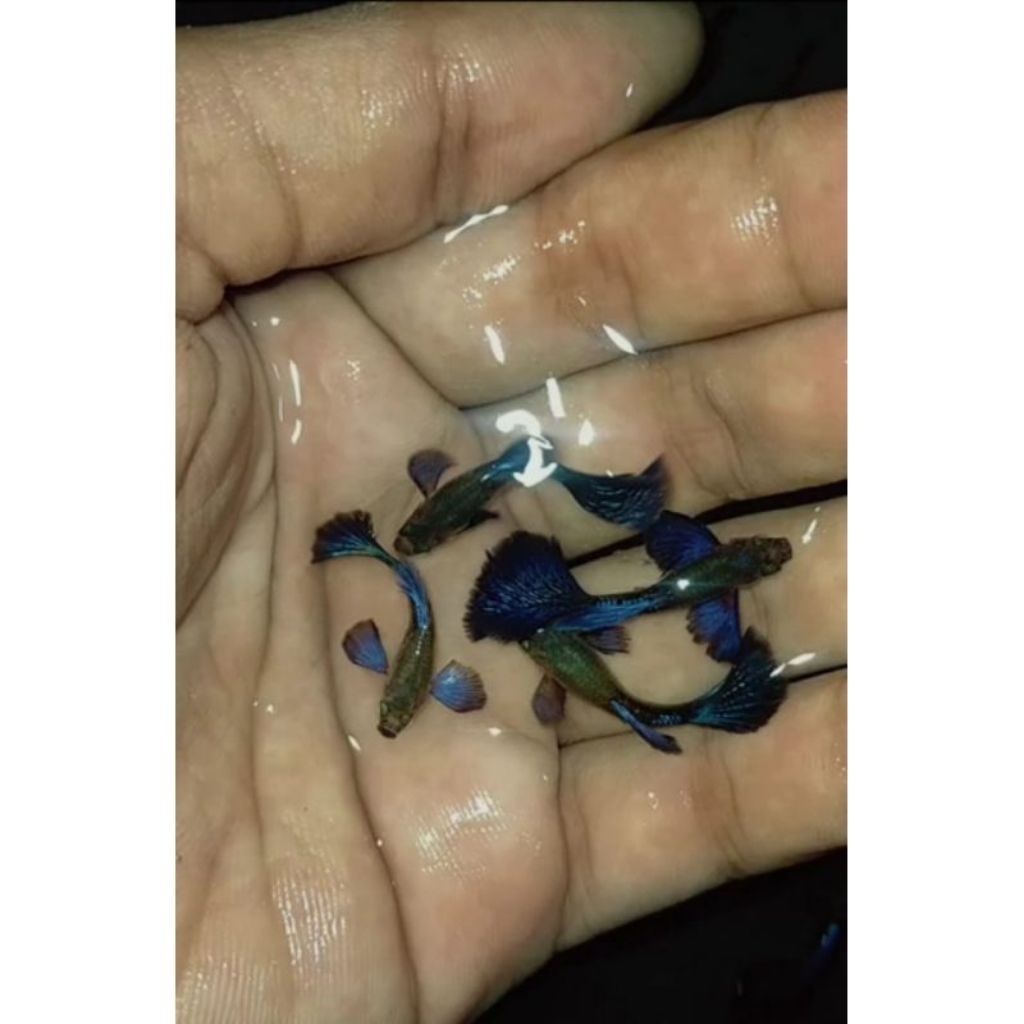 ACCESSORIES AQUARIUM VVIP SEPASANG GUPPY BLUE DRAGON GEN RIBBON LINE VIETNAM