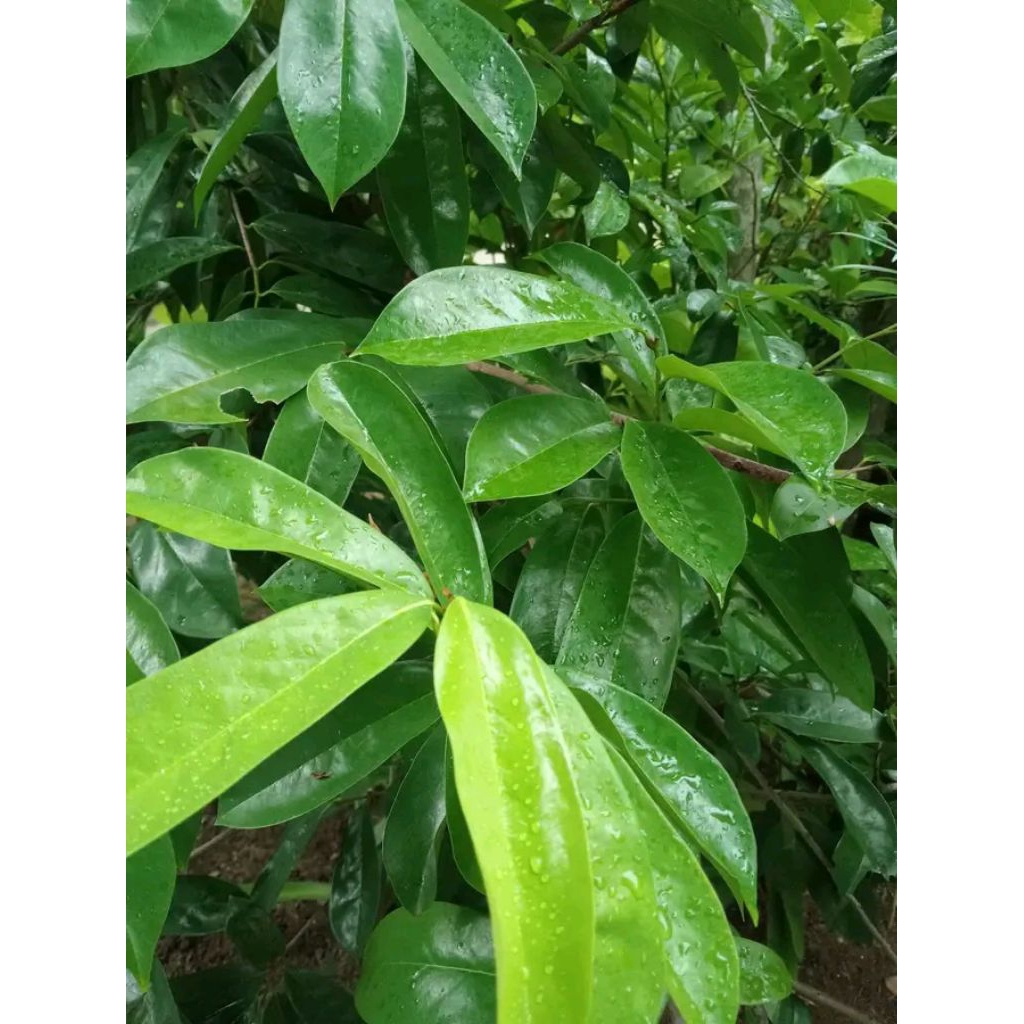 

100 lembar daun sirsak segar