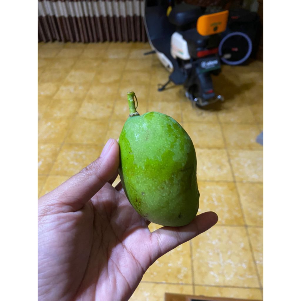 

Mangga Muda Khusus Lutisan