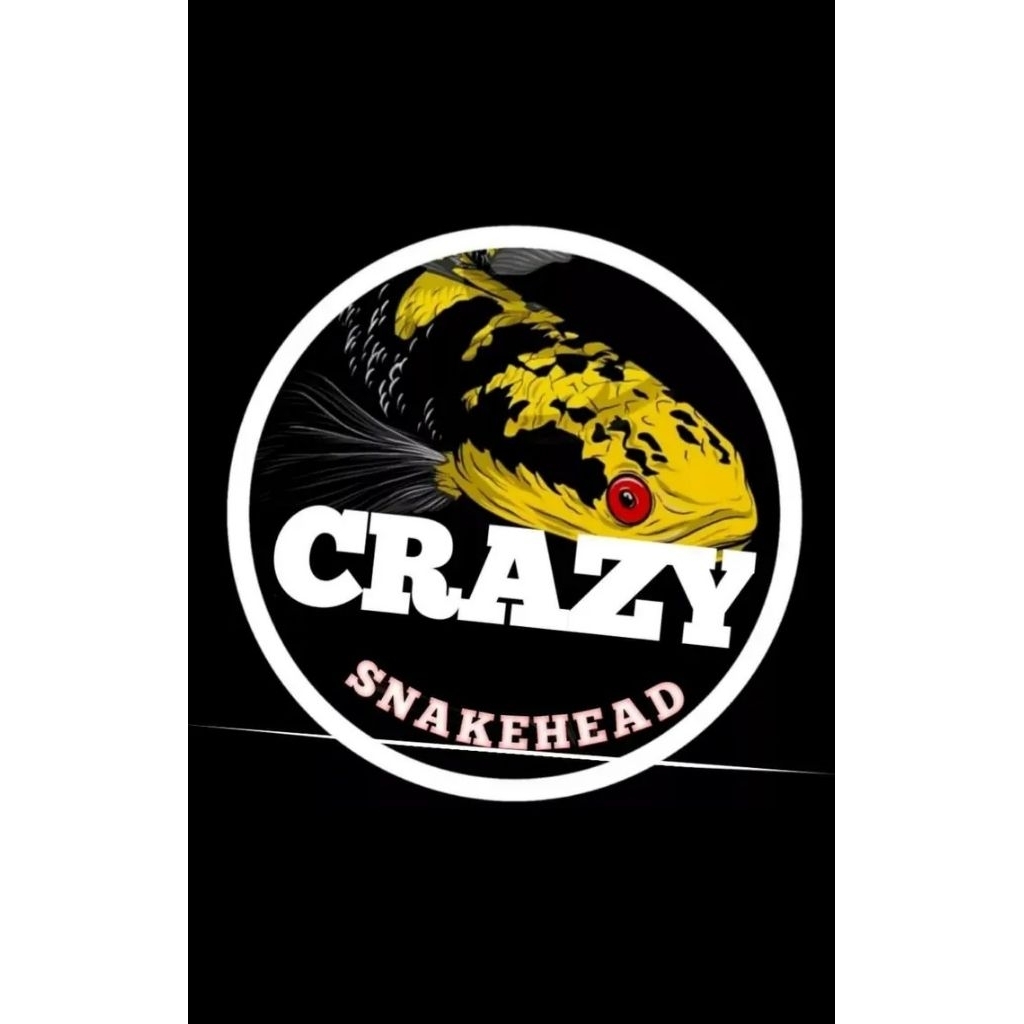 setiker channa blue pulchra 6-8cm