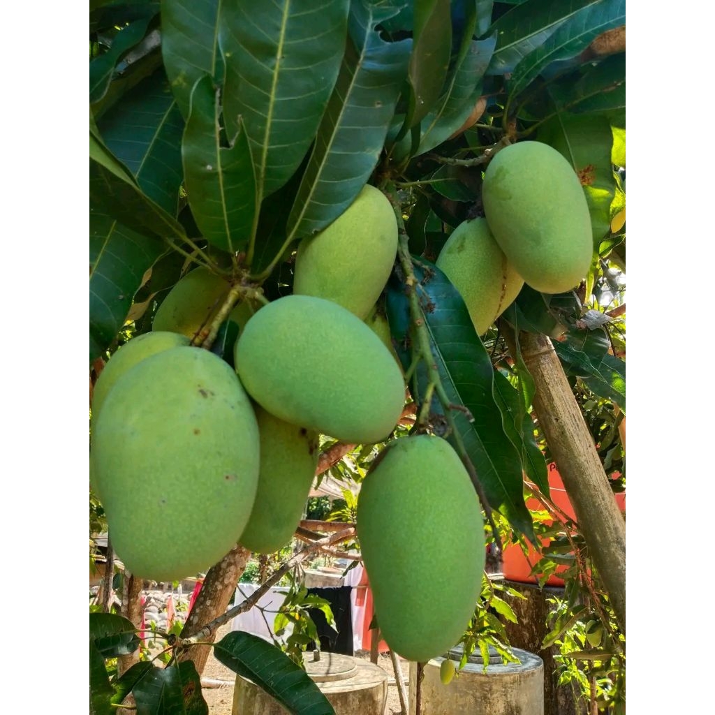 

1kg Mangga Muda Fresh Cocok Untuk Rujak