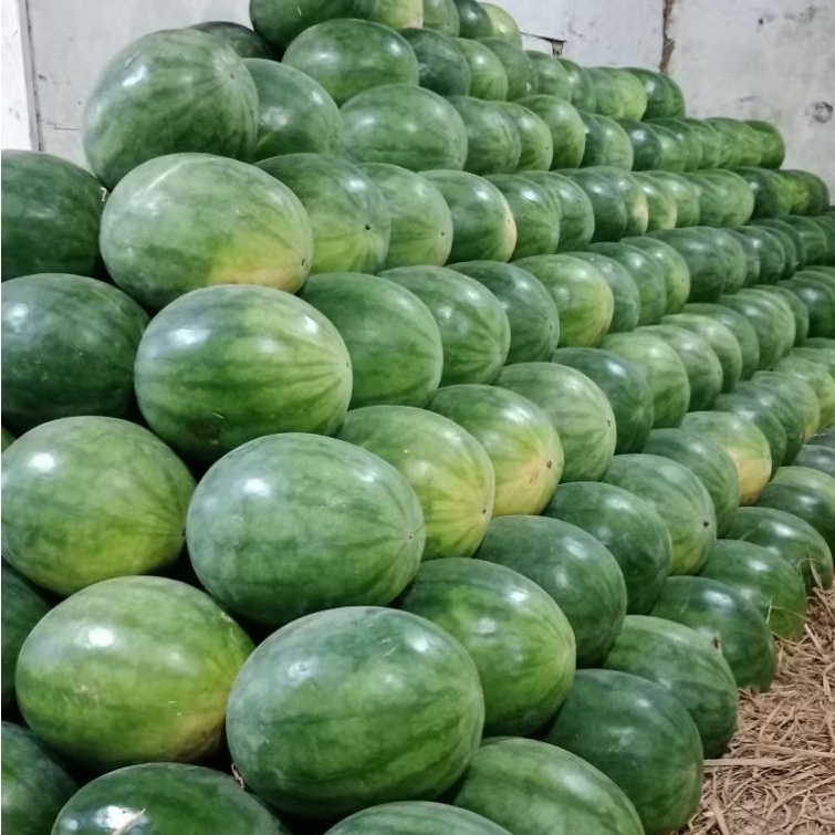 

BUAH SEMANGKA MERAH NON BIJII 1 BUAH