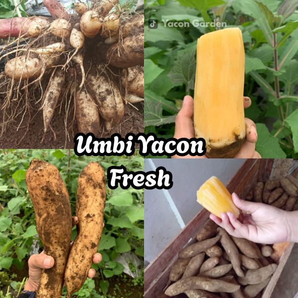 

Umbi Yakon Fresh Berkualitas Asli Wonosobo