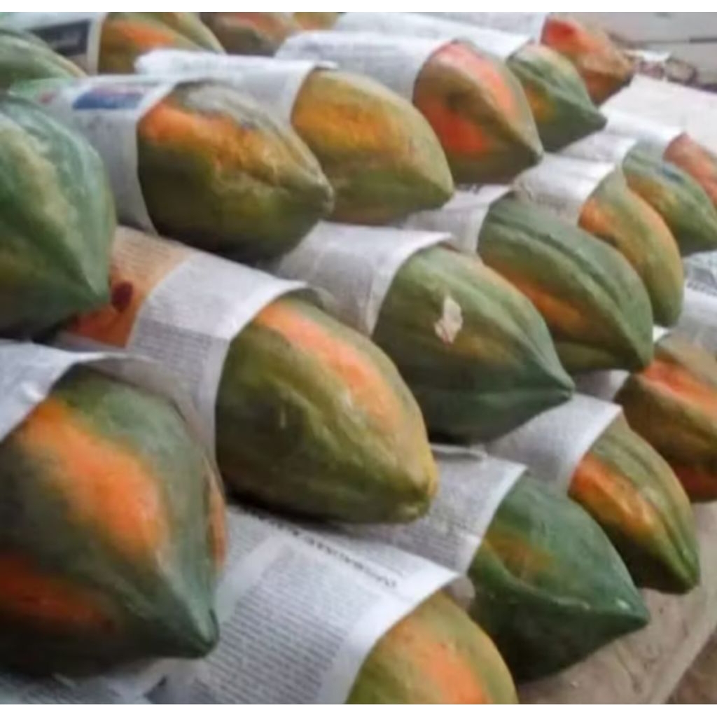 biji brenih tanaman buah pepaya taiwan 20 butir