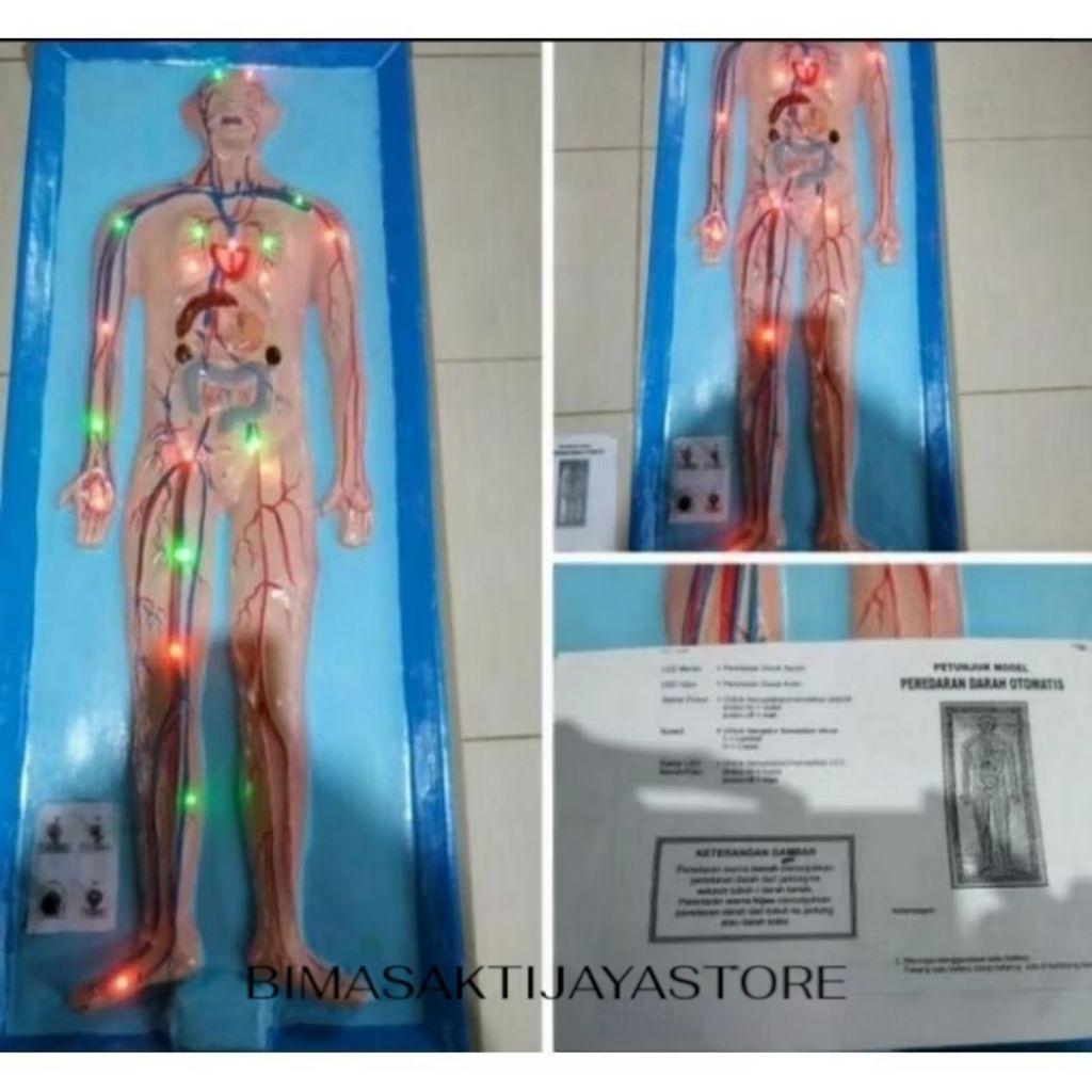 

PENAMPANG PEREDARAN DARAH ELEKTRIK / ALAT PERAGA ANATOMI PEREDARAN DARAH ELEKTRIK