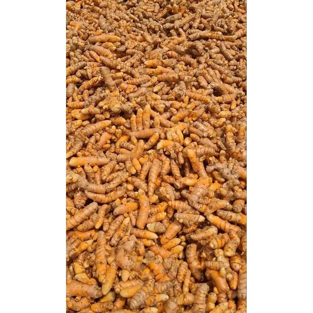 

Kunyit Kunir Fresh Segar 1 Kg Diambil Langsung Dari Kebun Agar Tetap Segar