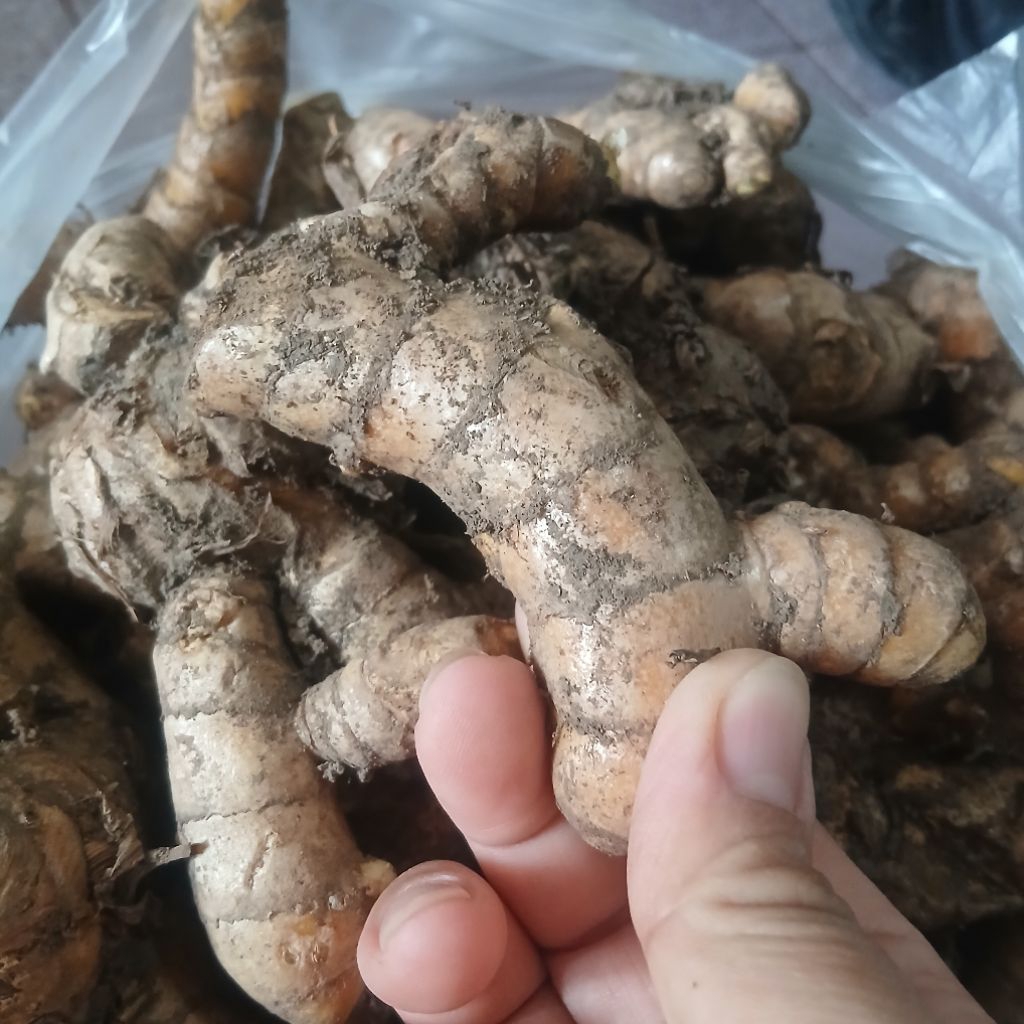 

1KG Tamulawak Herbal baik untuk kesehatan