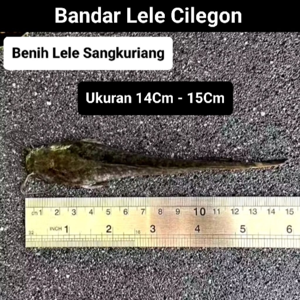 bibit lele / bibit lele ukuran 14cm - 15cm / bibit lele sangkuriang / bibit lele berkualitas / bibit