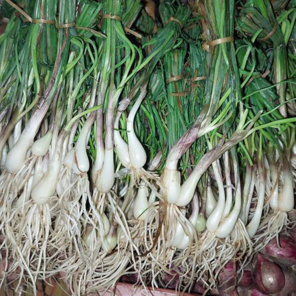 Daun Bawang Batak / Lokio 250 gr (Sayuran Segar)