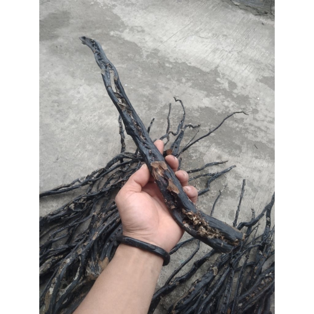 Akar Bahar merah bodi hitam (BABON)