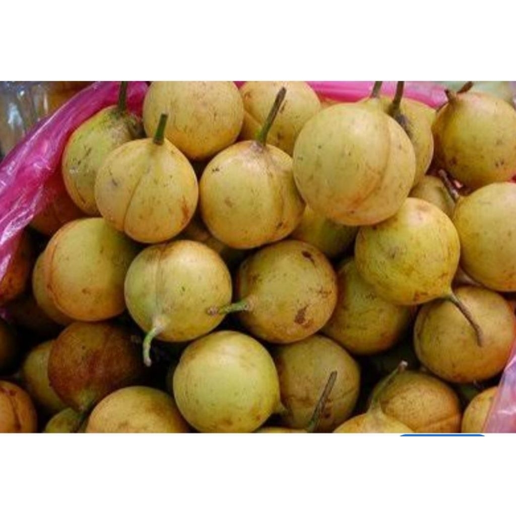 

buah pala segar 1 kg di petik ketika akan di kirim