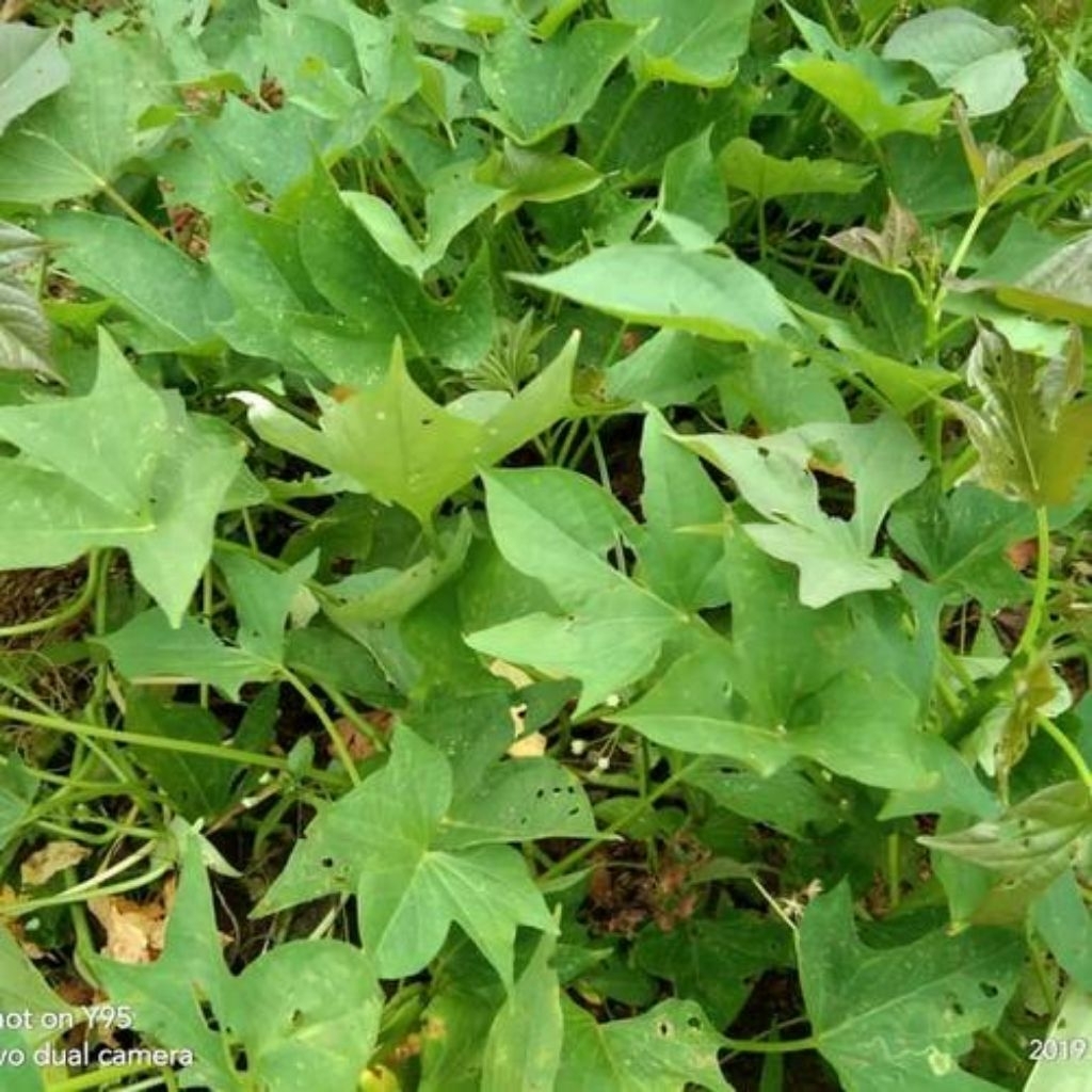 

Stek Ubi jepang Organik