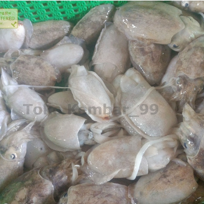 

Balakutak Segar 1Kg - Kualitas Terbaik