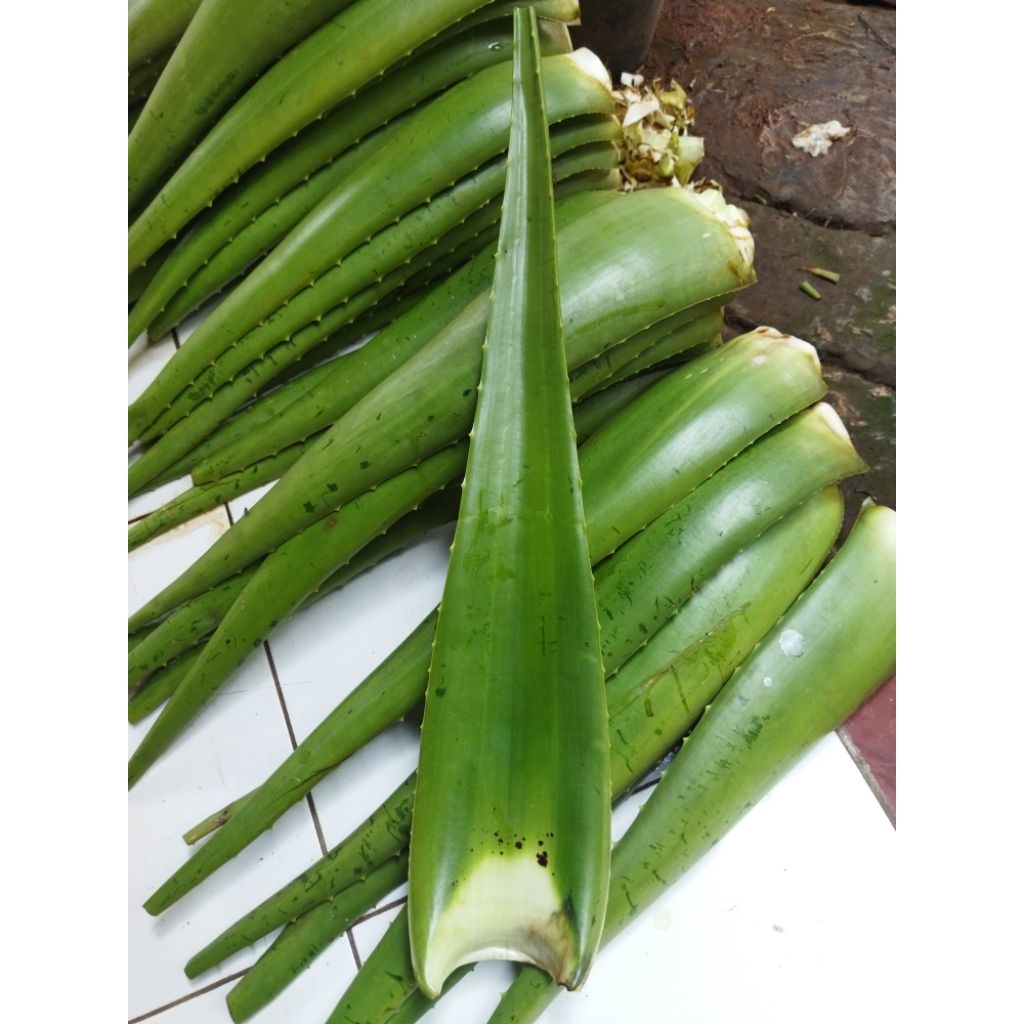 

Pelepah/Batang Lidah Buaya (aloevera) - Ukuran Sedang